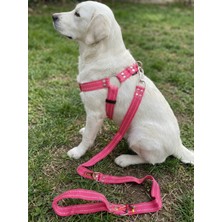 Balkonda Köpek Göğüs Tasması Ayarlanabilir ve Gezdirme Kayışı 2'li Set Küçük ve Orta & Büyük Irk