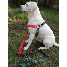 Balkonda Köpek Göğüs Tasması Ayarlanabilir ve Gezdirme Kayışı 2'li Set Orta & Büyük Irk Çok Renkli