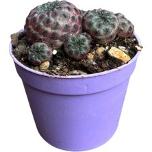 Betonish Sulcorebutia Rauschii 'violacidermis' (Kaktüs)