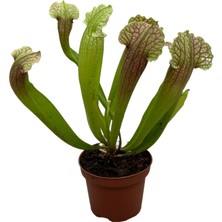 Betonish Sarracenia ‘fiona’ (Sinek Kapan Etobur Bitki)