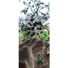 Miina Aksesuar Epoksi Renkli Taşlarla Süslenmiş Çay ve Kahve Bardak Altlığı