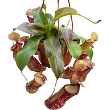 Betonish Nepenthes 'gaya' (Su Ibriği Bitkisi)