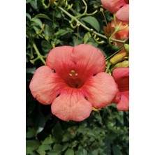 Arslanfidan Acem Borusu Fidanı 60-80 cm ( Campsis Radicans )