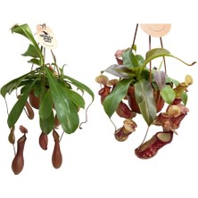 Betonish Nepenthes (2'li Set)