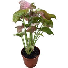 Betonish Syngonium Podophyllum 'pink' (Melek Kanadı Çiçeği)