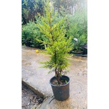 Saksılı Küçük Boy Limon Servi