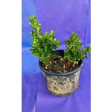 Küçük Boy Şimşir  Ağacı