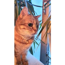 Mg-Storyy With Love - Incili Kedi Tasması / Incili Istiridye Uçlu Kedi Köpek Boyun Tasması / Hand Made El Yapımı Boyu Ayarlanabilir. Uç Aparttı Çelik Karama Yapmaz.