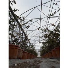 Selinus Meyve Veren Blueberry (Yaban Mersini) Fidanı 4 Yaş 45L Saksı