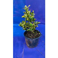 Küçük Boy Altuni Taflan