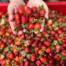 Mayasından Çilek Reçeli