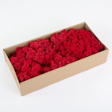 Trend Reindeer Moss Kırmızı Şoklanmış Norveç Yosunu (250GR)