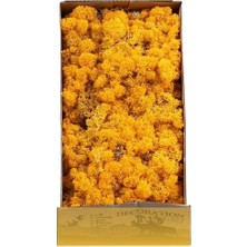 Trend Reindeer Moss Hardal Şoklanmış Norveç Yosunu (250GR)