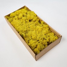 Trend Reindeer Moss Sarı Şoklanmış Norveç Yosunu (250GR)