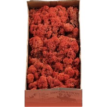 Trend Reindeer Moss Siena Şoklanmış Norveç Yosunu (250GR)