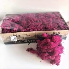 Trend Reindeer Moss Mürdüm Şoklanmış Norveç Yosunu (250GR)
