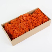 Trend Reindeer Moss Turuncu Şoklanmış Norveç Yosunu (250GR)