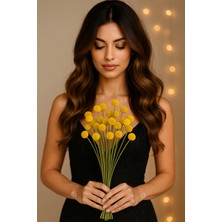 Hidden Botanics 15’li Kurutulmuş Sarı Craspedia Çiçeği (Billy Button) | Doğal Dekoratif Top Çiçek | 50 cm