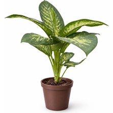 Arslanfidan Difenbahya - Salon Güzeli ( Dieffenbachia Tropik Snow )