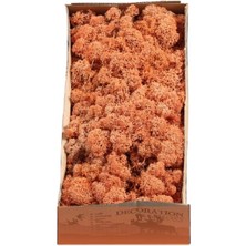 Reindeer Moss Mango Şoklanmış Norveç Yosunu (250GR)