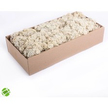 Reindeer Moss Beyaz Şoklanmış Norveç Yosunu (250GR)