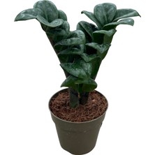 Betonish Zamia Zamioculcas 'zenzi' (Zeze Çiçeği)