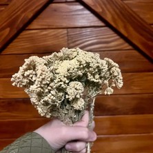 Mayasından Civanperçemi(Ayvadana)