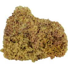 Aesco Deniz Kadayıfı Doğal Yerli 100 gr Paket