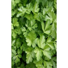 İsmiyle Al Maydanoz Tohumu 25 gr