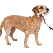 SHC4200 Petsafe Yumuşak Kılavuz Boyun Bandı Antrenman Dvd'li