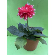 Yıldız Çiçeği Dahlia