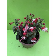 Küpeli Çiçek Canlı