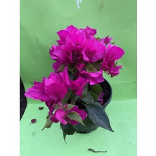 Begonvil Canli Cicek