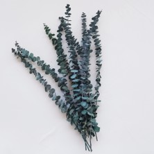 Hidden Botanics Şoklanmış Doğal Okaliptus Demeti 50 cm - Kalıcı Kokulu Gerçek Kuru Çiçek Dekoratif Bitki