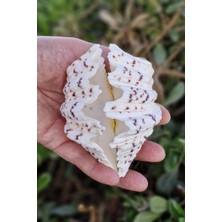 Pozitif Doğal Taş Iki Parçalı Deniz Kabuğu Tridacna Gigas 17-P2