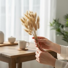 Hidden Botanics Kuru Çiçek Pamuk Otu Tavşan Kuyruğu Natural - 60-65 Dal Doğal Lagurus Demeti