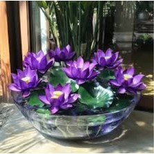 Murat Tohumculuk 10 Adet Tohum Mor Kase Lotus Çiçeği Tohumu Japon Kase Mor Lotus Tohumu Mor Nilüfer Çiçeği Tohumu