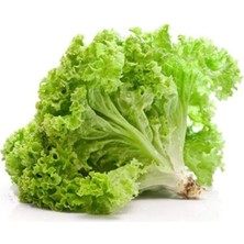 Yazlık Kıvırcık Marul Tohumu 10 gr Nemere