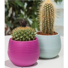 Bitki ve Kaktüs Saksısı 0,13 Lt 1 No ROYALEKS-ES01 Nemere