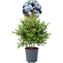 5 Yaş Nelson Çeşiti Yaban Mersini Fidanı