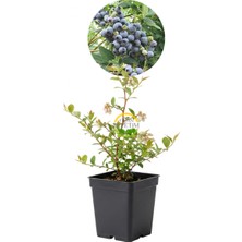 2 Yaş Legacy Çeşiti Yaban Mersini Fidanı