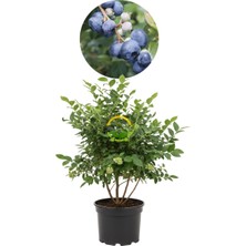 4 Yaş Bluegold Çeşiti Yaban Mersini Fidanı