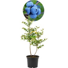 3 Yaş Chandler Çeşiti Yaban Mersini Fidanı