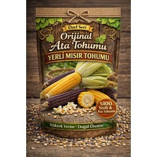 Köydeki Adam Yerli Mısır Tohumu Ata Tohumu 20 Adet