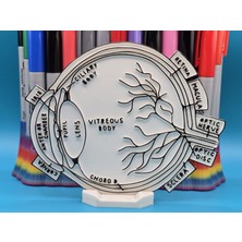 Casey 3D Store Beyin Nöro Anatomisi Eğitim Boyama Figürü – Eğitici 3D Sanat & Hobi Oyuncağı