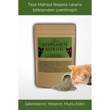 Korpet Doğal Orjinal Kedi Nanesi Catnip Kurutulmuş Taze Mahsül 20 gr