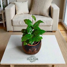 Kabartmalı Beton Saksıda Ithal Coffe Plant (Kahve Bitkisi)|bitkitürk Tasarım