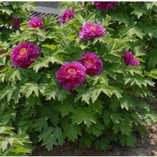 Büyük Ağaç Şakayik Çiçeği