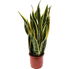 Büyük Boy Sanseverya Paşa Kılıcı Peygamber KılIcı Kıliç Çiçeği (Sarı Şeritli) 85-90 cm