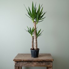 Greenvila Ithal Yuka 2 Gövdeli (Yucca Massengena) – Dekoratif Salon Bitkisi 100-120 cm